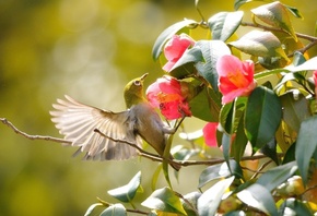 hummingbird, bird, flower, branch, wild