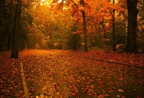 autumn, tree, leaves, rock, green, patch