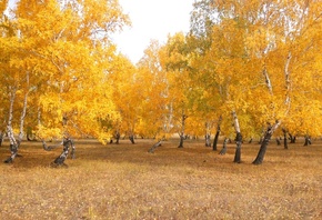 челкар, осень, береза, листва, деревья, лес, октябрь, золотой лес, желтый, природа