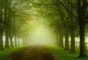 forest, mossy, green, trees, grass, patch