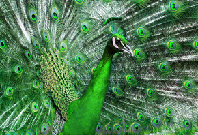 павлин, птица, хвост, перья, красивый, зеленый