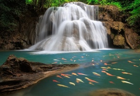 waterfall, river, water, forrest, tree