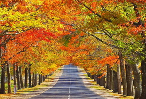 autumn, tree, leaves, rock, green, patch, road
