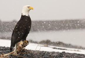 белоглавый орел, макро, фото, тема, природа, зима, снег, берег, реки, галька