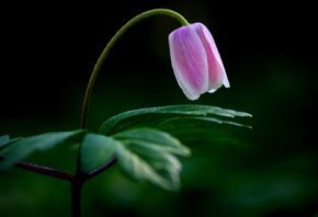 flower, petalo, branch, tree, purple