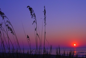 sunset, sun, trees, sky, clouds, purple