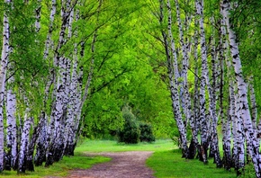 green, path, trees, grass, forest