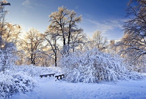 снег, лес, сугробы, зима, белое