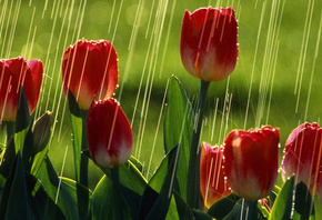 tulips, flower, red, rain, water, field