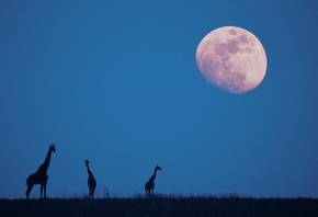jirafa, moon, night, sky, savanah