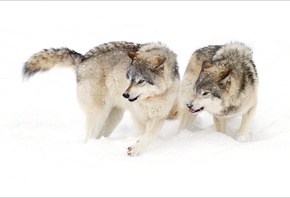 волки, зима, ситуация, агрессия, снег, хищники, красиво