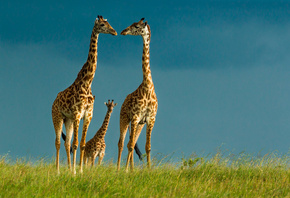 savanah, africa, jiraffe, tree, grass, wild