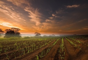 farm, field, green, sky, clouds, grass