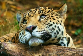 jaguar, branch, tree, bigcat, wild