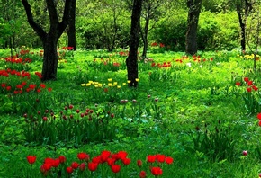 tulips, flower, green, trees, grass