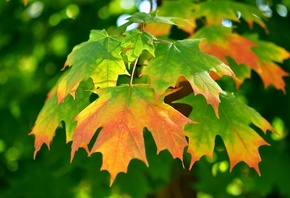 autumn, leaves, gree, branch