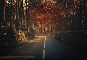 road, autumn, trees, forest