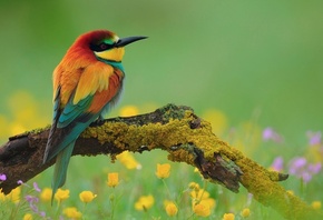 bird, branch, colors, trees, wild