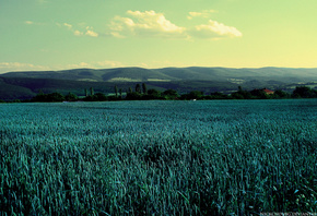 fields, green, trees, sky, clouds