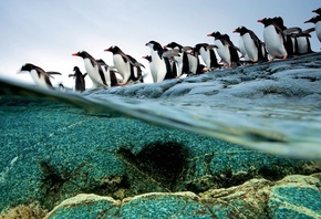ice, snow, wild, water, iceberg, penguin