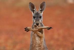 kangoroo, wild, field, australia