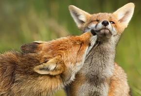 animal, fox, redfox, forest, wild