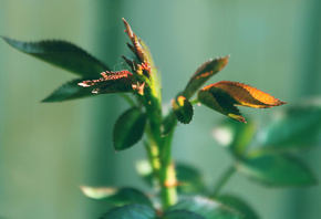 green, tree, natural, macro