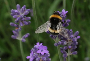 �����, �����, �������