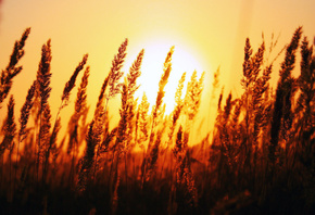 autumn breeze, autumn, breeze, flower, trees, road, sun, shine, yellow, cool, hot, awesome, nice, view, sunset, leaves, leaf, bright, sunny, day, night, forest, jungle, summer, spring, winter, rise, wheat, beautiful