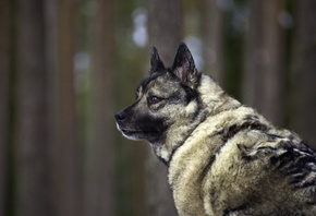 dog, black, forest, tree