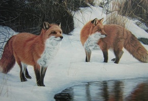 foxes, river, forest, snow, wild