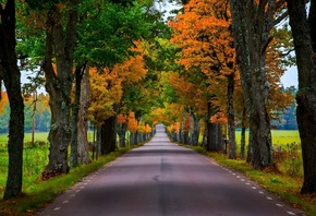 road, autumn, tree, leaves, colors