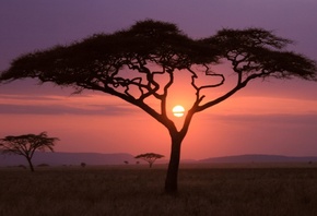 tree, sunset, fields, sky, purple