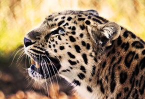 jaguar, wild, wilcat, jungle