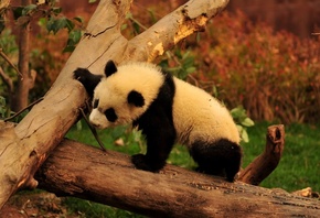 panda, bear, tree, branch, wild