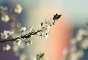 macro, bench, tree, flower