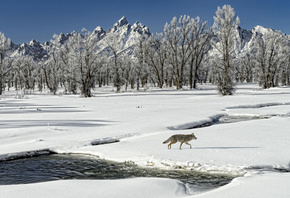 winter, snow, tree, sky, ice, blue, wolf