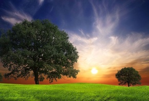 italy, san vigilio, tree, green, grass, sun, sky