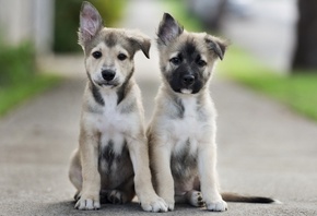 puppies, cute, dog, outdoors