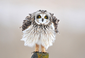 owl, bird, wild, snow