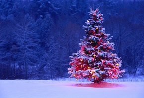 елка, новый год, природа, зима, вечер, огоньки, позитив, 2015