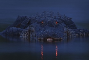 ��������, ������, �����, �����, �������, ����, ������ ���