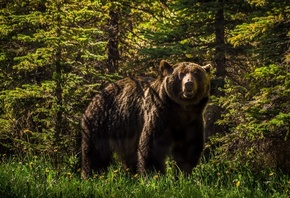 bear, forest, tree, grey, forest