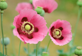 poppies, pink, branch, fields