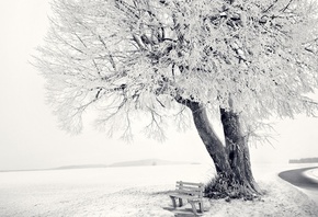 winter, snow, tree, sky, ice, bench