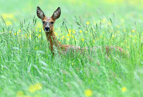 deer, grass, outdoors, sky