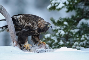 �����, �������, ����� ����, ����, ����, ����, �����