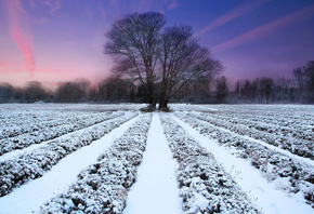 tree, sunset, fields, sky, purple, snow