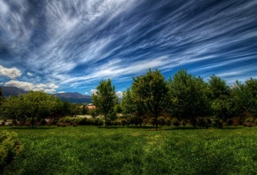 field, tree, grass, path, sky, clouds, sun