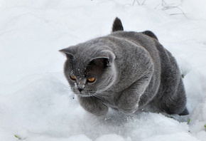 кот, зима, снег, красота
